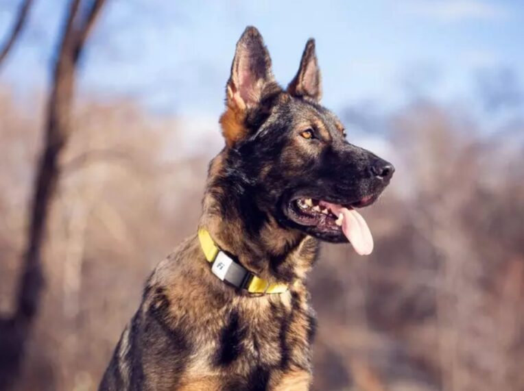 Badass Dog Harness
