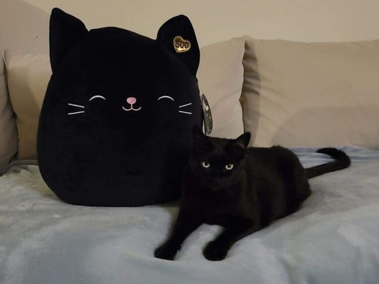 Black Cat Squishmallow