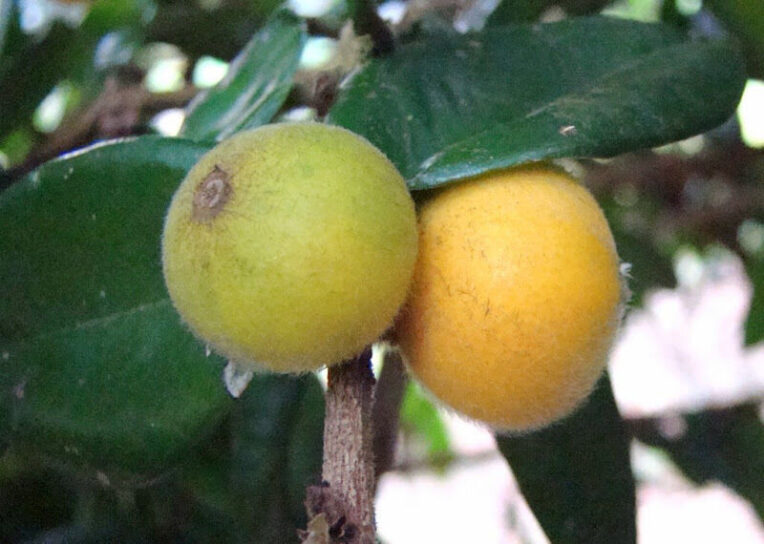 Baraba Fruit
