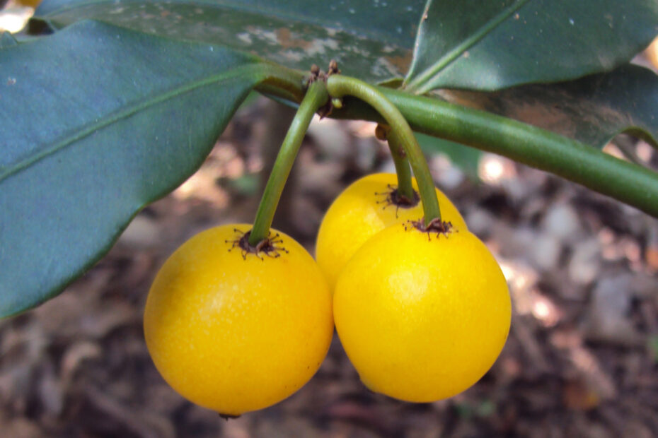 Baraba Fruit