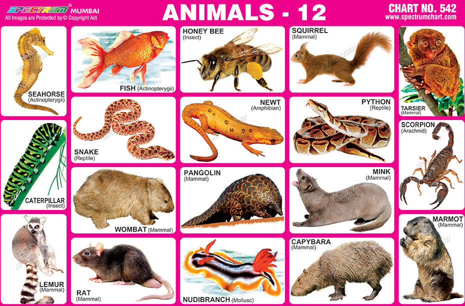 Chart of Animals