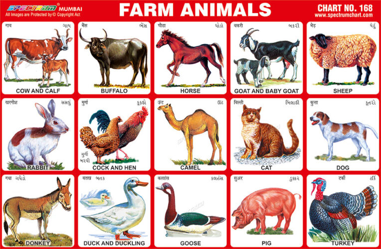 Chart of Animals