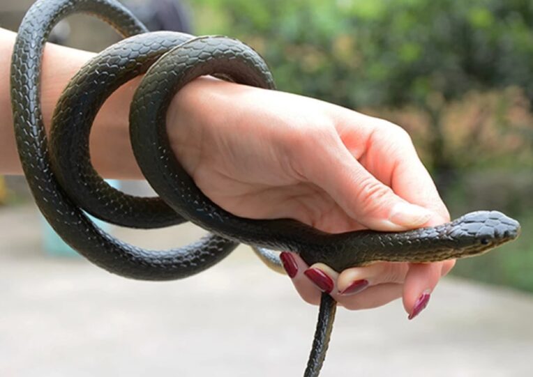 Fake Snakes That Look Real