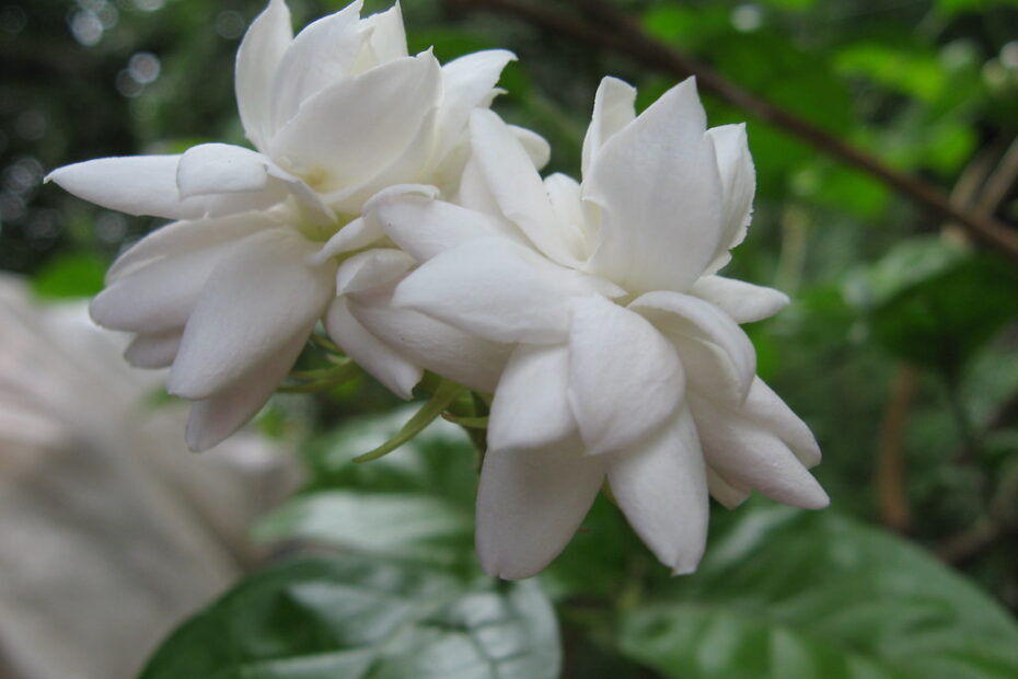 Mogra Flower in English