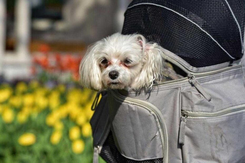 Pawaboo Pet Carrier Backpack