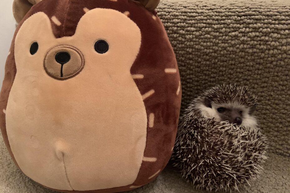 Hans the Hedgehog Squishmallow