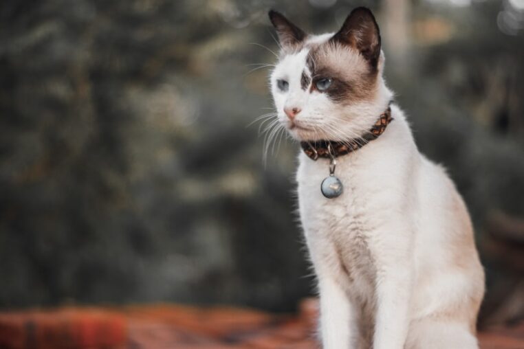 Kudes Breakaway Cat Collar